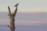 Perched Kingfisher_07950